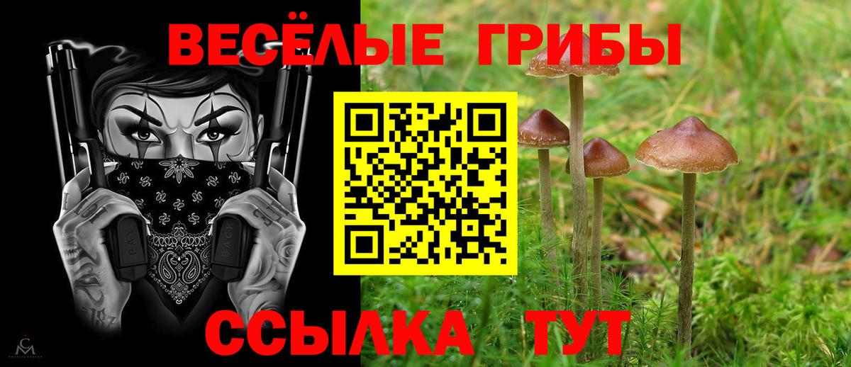 Псилоцибиновые грибы Psilocybine cubensis Саянск